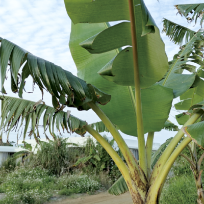 柳に風で受け流す