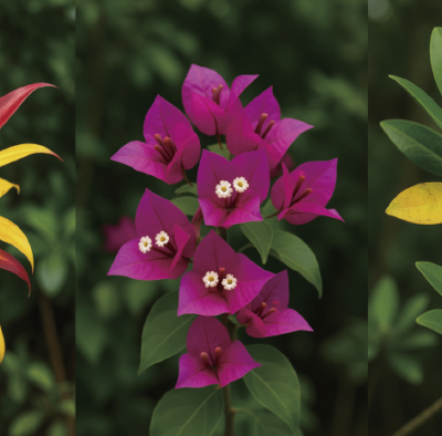 葉っぱの色に隠された機能 ①