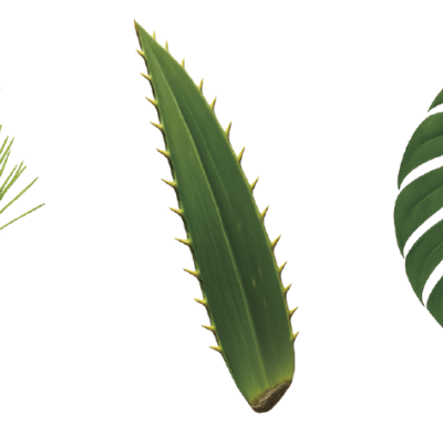 葉っぱの形に隠された機能 ②