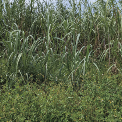 葉っぱを「捨てる植物」と「保つ植物」