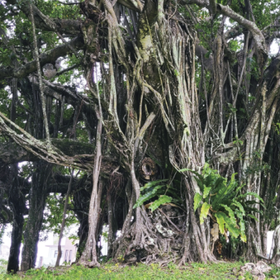葉っぱの捨て方「木」と「草」