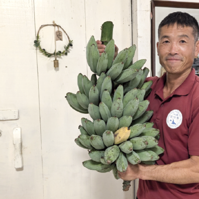 実は凄いやつ！　青バナナ